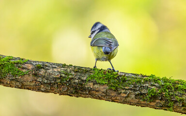 Sikorka sikora Modraszka zwyczajna Cyanistes caeruleus © Sawomir