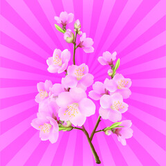 Pink cherry blossoms on the background graphics