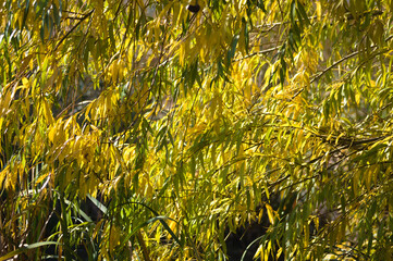 Autumnal golden black willow leaves closeup view with selective focus on foreground - obrazy, fototapety, plakaty