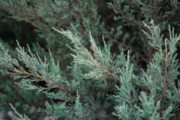 Beautiful green branches of thuja close-up.
