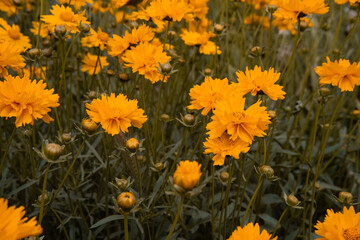 Beautiful spring yellow flowers. A flower bed with plants.