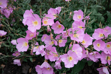 A flower bed with beautiful pink plants. Spring flowering.