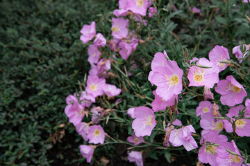 A flower bed with beautiful pink plants. Spring flowering.