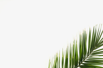 Fototapeta premium Palm leaves lay down on a white background. Minimal flat lay composition with copy space, tropical calming decorative concept
