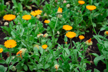 Beautiful spring yellow flowers. A flower bed with plants.