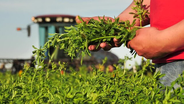 Farmers hands hold green branches alfalfa harvest in field