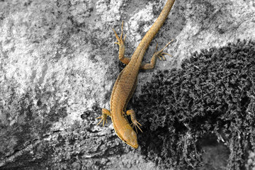 lizard on a rock