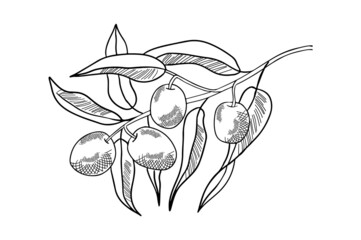 Hand drawn branch with olives and leaves. Isolated vector illustration. Organic plant poster.