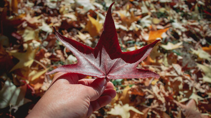 Autumn background. A woman's hand holding a maple leaf. Warm, sunlit image. Concept of aging and change.