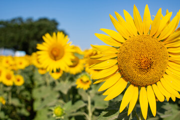 Beautiful landscape of a field of sunflowers. Agricultural plants close up.