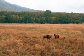 Naklejka na ściany i meble Beautiful horses grazing in the field.