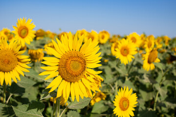 Beautiful landscape of a field of sunflowers. Agricultural plants close up.