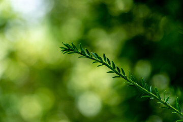 Tip of evergreen tree in autumn