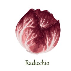 Red radicchio salad, Italian chicory vector illustration.