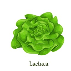 Green trocadero lettuce salad, lactuca sativa vector illustration. - obrazy, fototapety, plakaty