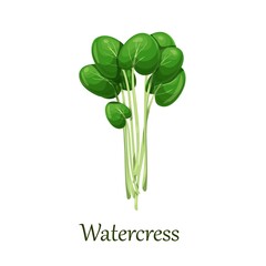 Green watercress salad leaves vector illustration. - obrazy, fototapety, plakaty