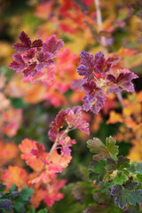 Sadzonki agrestu z jesiennie przebarwionymi liśćmi, barwna kompozycja z góry.