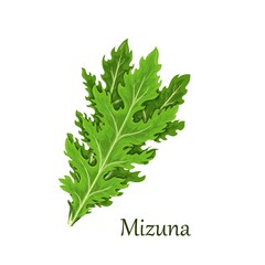 Mizuna lettuce green leaves. Japanese mustard greens vector illustration.
