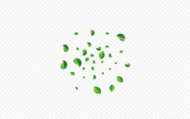 Olive Greens Swirl Vector Transparent Background.