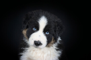 portrait of puppy australian Shepherd with blue eyes in black background