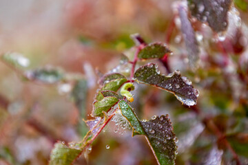 Caterpillar on a rosehip leaf