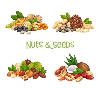 Nuts, seeds and grains banners. Macadamia, almond, corn nuts, nutmeg, cashew, coconut, chestnuts or chufa tigernuts. Cola nut, peanut, sunflower seeds, pistachio, hazelnut and ets. Vector illustration