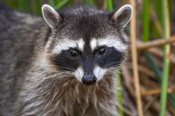 Naklejka na ściany i meble Raccoon looking at the camera. Wildlife photography. 