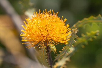Close-up of Banksia Formosa. Australian native plants.  