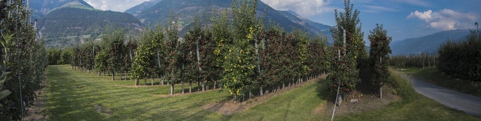 Ripe apples in large apple orchard in South Tyrol