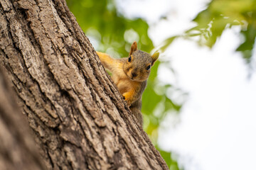 Naklejka na ściany i meble Eastern Fox Squirrel (Sciurus niger) sits in a tree. 