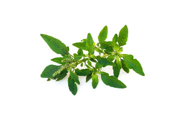 Amaranth leaves (Amaranthus viridis) isolated on white background.