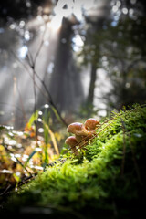 Forêt Alsace - France