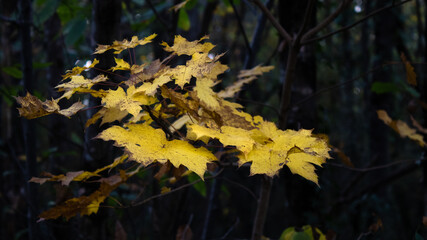 feuilles automne