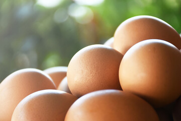Several chicken eggs with blurred background