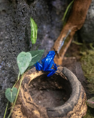Fototapeta na wymiar Blue Frog, Baltimore Aquarium, posionous frog