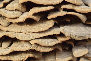 Woody multi-tiered mushroom. Close-up. Macro.