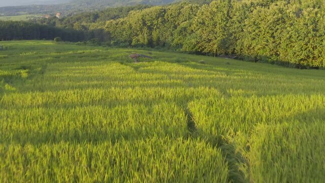 Young Woman Wearing Ao Dai Standing in Rice Paddy Vietnam