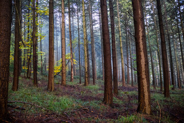 Fototapeta na wymiar Forêt Alsace - France