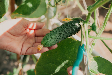 Naklejka na ściany i meble Harvesting ripe cucumbers by hand