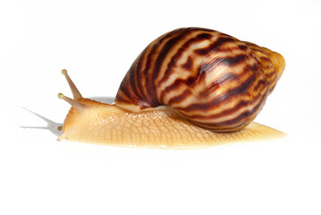 Giant African snail Achatina on white background. Achatina snail baby close up. Tropical snail Achatina fulica with shell.