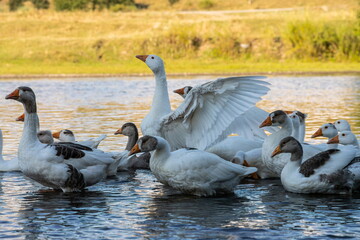 Domestic geese swim in the water. A flock of white beautiful geese in the river