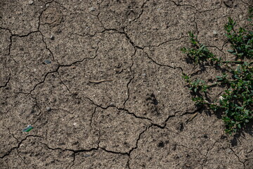 Cracked Earth and green grass. Dried Ground Texture
