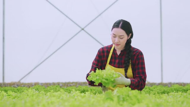 asian female owner greenhouse hydroponic farm business owner hand checking fresh vegetable harvest green product with cheerful and happiness,Concept of growing organic vegetables and health food