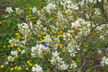 ジューンベリーの白い花が満開