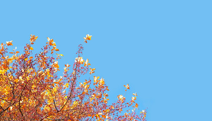 Fototapeta na wymiar autumn yellow tree branches with Red berries and blue sky. fall landscape. autumn seasonal natural background. copy space