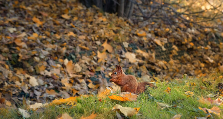 cute red squirrel in autumn park, natural background. Eurasian red squirrel (Sciurus vulgaris). save wild nature concept