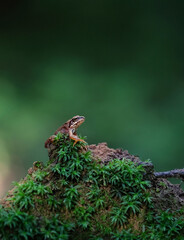 one cute little frog on green moss, abstract natural background. Beautiful wildlife scene. save wild nature concept. close up. selective focus