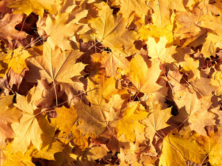 Naklejka na ściany i meble Background and texture of yellow autumn maple leaves