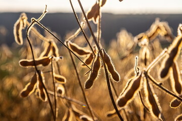 Soybeans pod macro. Harvest of soy beans - agriculture legumes plant. Soybean field - dry soyas pods