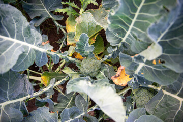 High angle view of broccoli plants in an organic garden